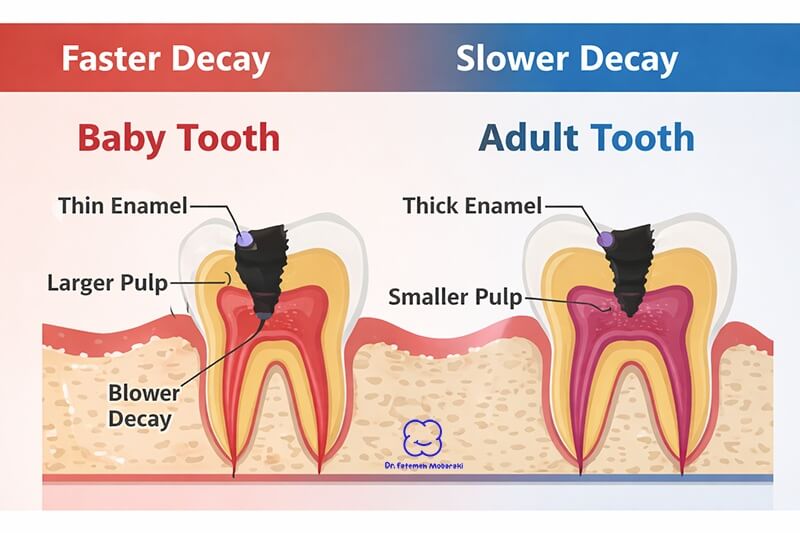 comparison of baby teeth and adult teeth